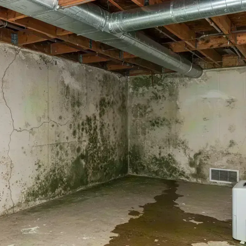 Professional Mold Removal in Hillsborough County, FL